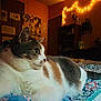 Callie joined the competition — help win amazing prizes! animal, bed, calico, cat, cozy, door, feline, fur, home, indoor, looking_away, pet, quilt, relaxing, resting, shelf, soft, string_lights, wall_art, warm_lighting