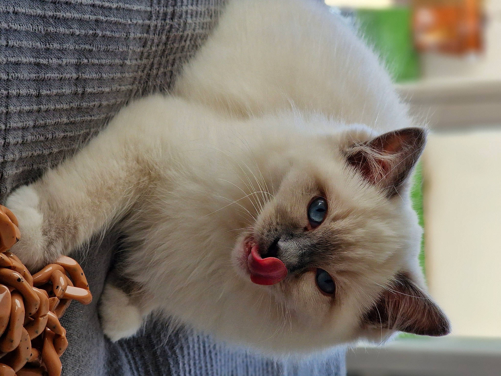 Tsukiko participe au concours pour gagner de l'argent avec cette photo : balinese, birman, carnivore, cat, cat_supply, claw, collar, domestic_short_haired_cat, fang, fawn, felidae, fur, paw, pet_supply, siamese, small_to_medium_sized_cats, snout, tail, thai, whiskers