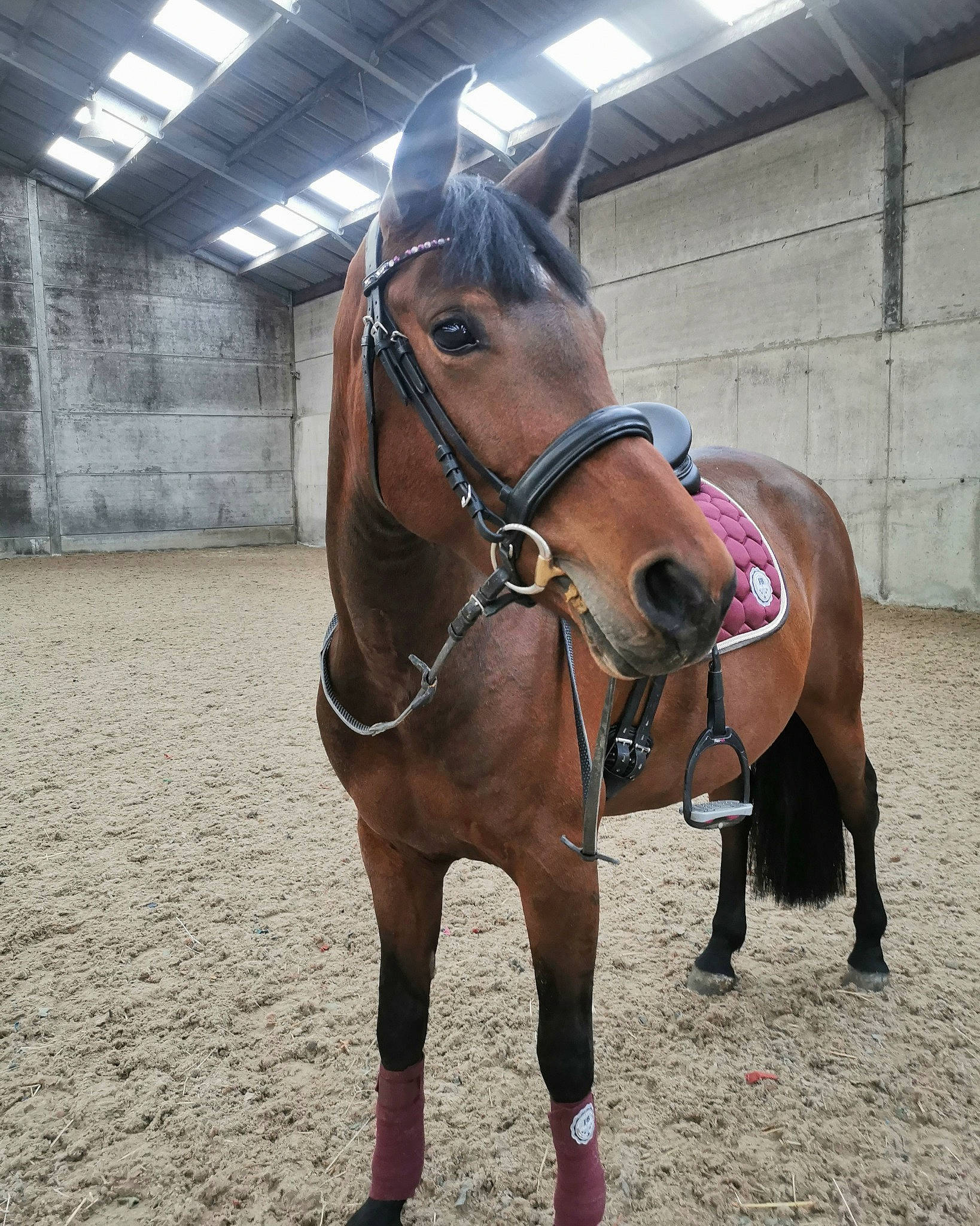 Viki a rejoint le concours — aidez-le/la à gagner de superbes lots ! animal_sports, bit, bridle, equestrianism, halter, horse, horse_harness, horse_supplies, horse_tack, hunt_seat, mammal, mane, mare, recreation, rein, riding_instructor, saddle, snout, stallion, vertebrate