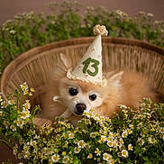 Bella joined the competition — help win amazing prizes! dog, party_hat, flowers, basket, fluffy, cute, pet, celebration, animal, wicker, nature, greenery, white_flowers, yellow_flowers, relaxed, portrait, indoors, decor, adorable, small_dog