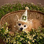 dog, party_hat, flowers, basket, fluffy, cute, pet, celebration, animal, wicker, nature, greenery, white_flowers, yellow_flowers, relaxed, portrait, indoors, decor, adorable, small_dog