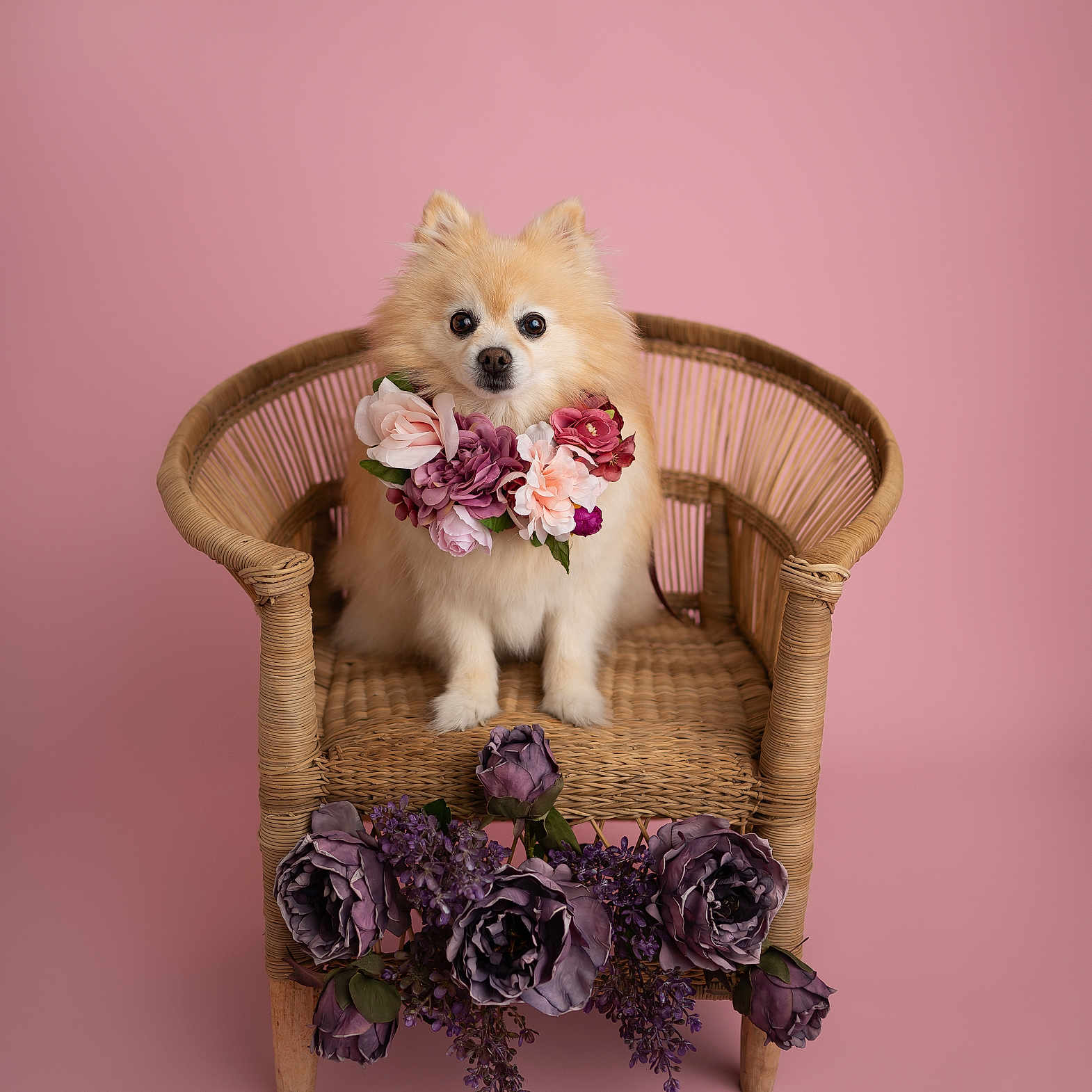 Bella joined the competition — help win amazing prizes! adorable, animal, charming, cute, decor, dog, flower_necklace, flowers, fluffy, furry, indoors, pet, pink_background, pomeranian, portrait, purple_flowers, sitting, small_dog, studio, wicker_chair
