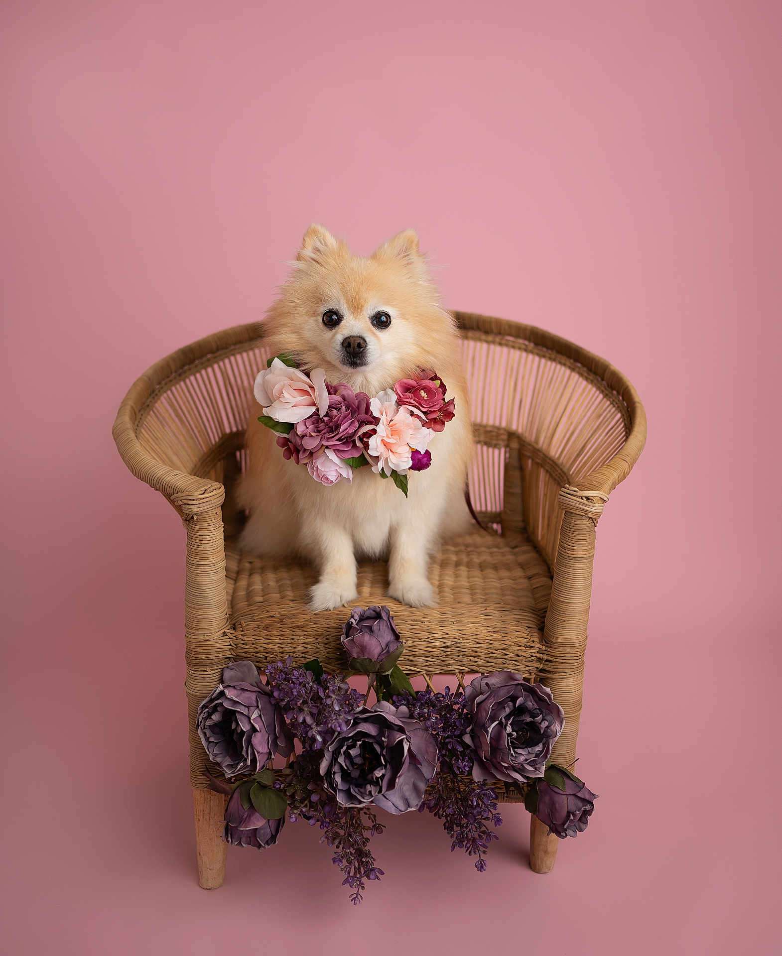 Bella joined the competition — help win amazing prizes! dog, pomeranian, fluffy, wicker_chair, flowers, purple_flowers, flower_necklace, pink_background, pet, cute, portrait, sitting, studio, decor, animal, small_dog, furry, indoors, charming, adorable