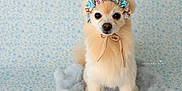 Bella is registered to the contest to win money with this photo: dog, small_dog, flower_crown, fluffy, cute, pastel, soft_texture, portrait, animal, furry, pet, sitting, studio_photography, decorative, adorable, indoor, close_up, animal_portrait, floral_pattern, cozy