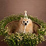 Bella joined the competition — help win amazing prizes! dog, party_hat, wicker_chair, flowers, fluffy, portrait, cute, celebration, animal, pet, indoor, decor, greenery, white_flowers, yellow_flowers, fur, canine, festive, seated, ribbon