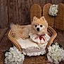 Bella is registered to the contest to win money with this photo: dog, pomeranian, fluffy, pet, wicker_chair, lace_collar, ribbon, strawberry_decoration, white_flowers, cushion, wooden_floor, wooden_background, portrait, indoor, cozy, cute, small_dog, decor, furniture, animal
