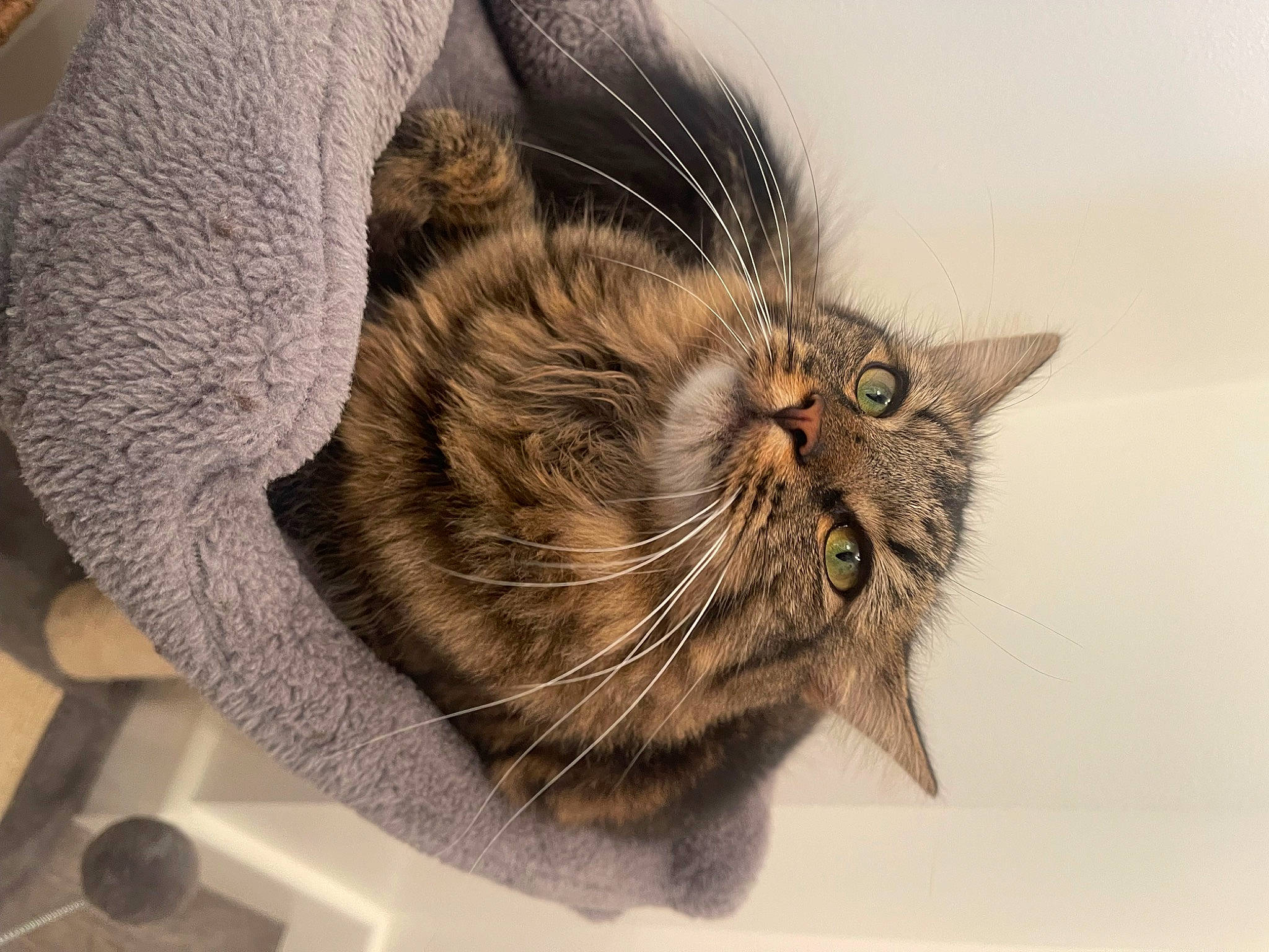 Willow joined the competition — help win amazing prizes! carnivore, cat, claw, comfort, domestic_short_haired_cat, eye, felidae, fur, paw, small_to_medium_sized_cats, snout, tail, terrestrial_animal, whiskers