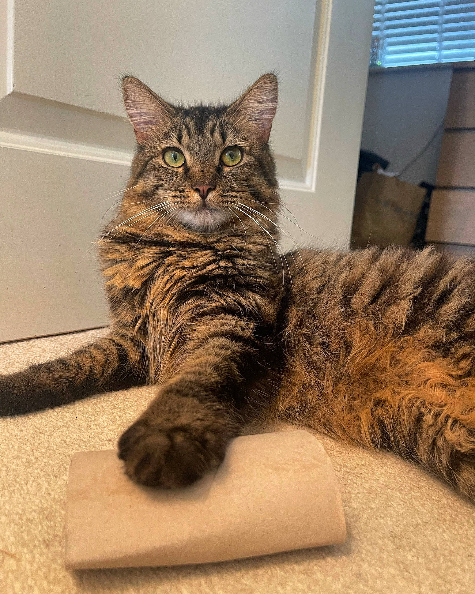 Willow joined the competition — help win amazing prizes! carnivore, cat, claw, comfort, domestic_short_haired_cat, felidae, flooring, fur, grey, paw, sitting, small_to_medium_sized_cats, snout, tail, terrestrial_animal, whiskers, window, window_blind, wood