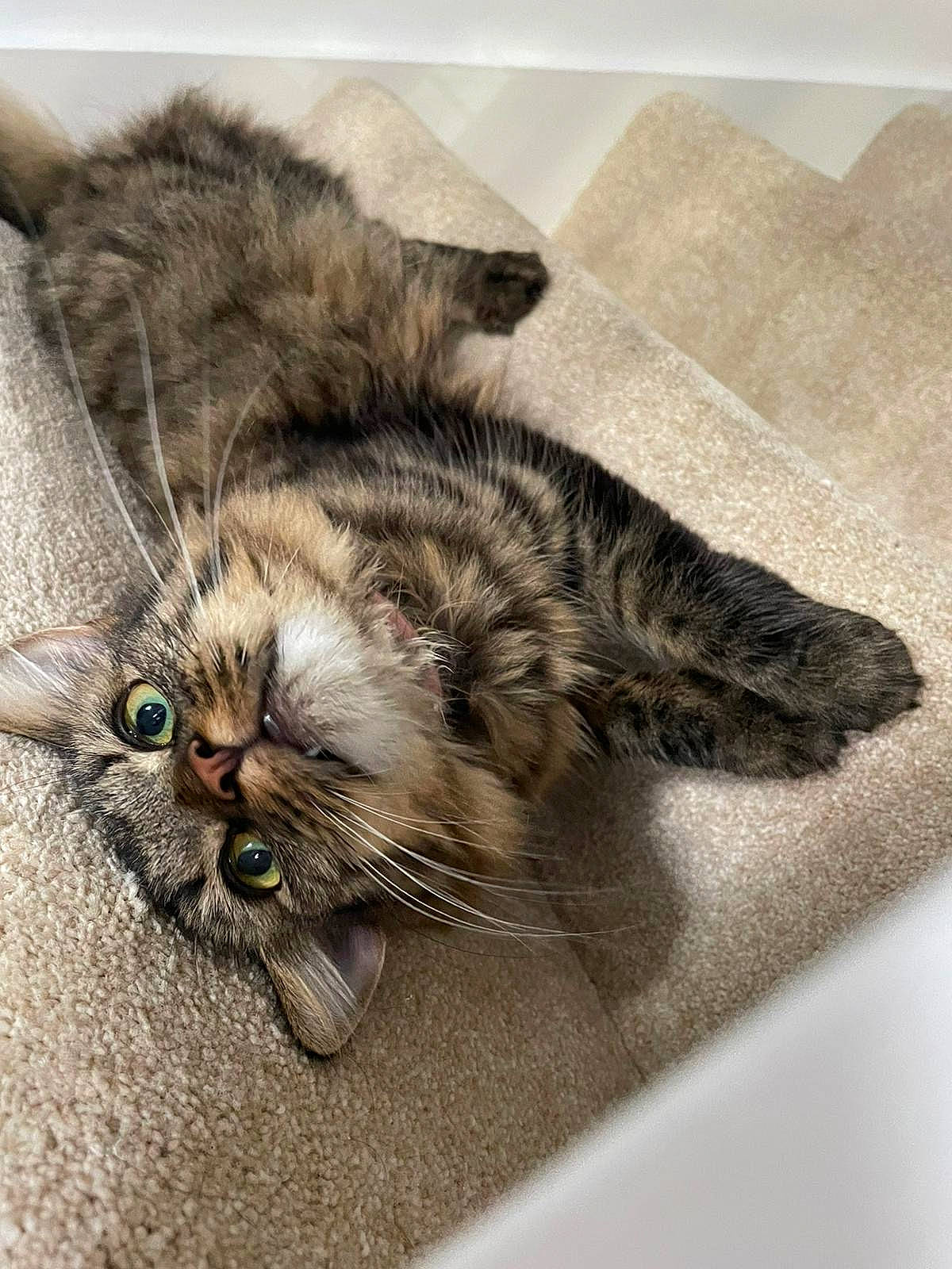 Willow joined the competition — help win amazing prizes! carnivore, cat, claw, comfort, domestic_short_haired_cat, felidae, fur, grey, metal, paw, small_to_medium_sized_cats, tail, terrestrial_animal, whiskers