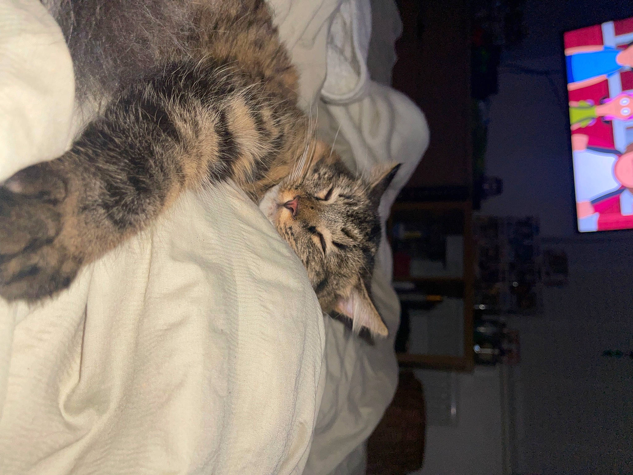 Willow is registered to the contest to win money with this photo: carnivore, cat, claw, comfort, domestic_short_haired_cat, felidae, fur, nap, paw, sleep, small_to_medium_sized_cats, tail, terrestrial_animal, whiskers