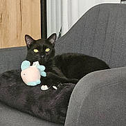 Piiou a rejoint le concours — aidez-le/la à gagner de superbes lots ! black_cat, cat, pet, indoor, armchair, plush_toy, fish_toy, furniture, cushion, curtains, wooden_cabinet, relaxed, cozy, domestic, animal, feline, resting, home, yellow_eyes, soft_toy