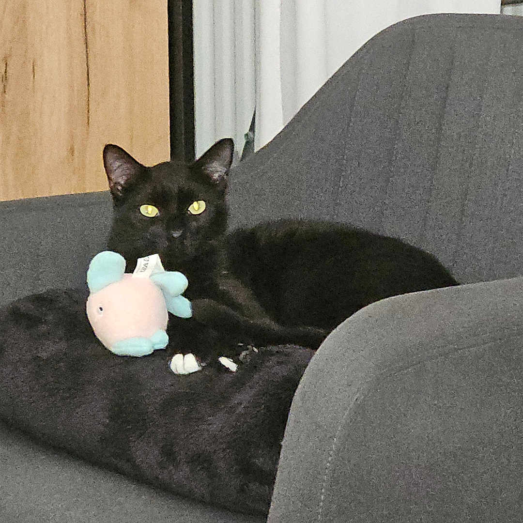 Piiou a rejoint le concours — aidez-le/la à gagner de superbes lots ! animal, armchair, black_cat, cat, cozy, curtains, cushion, domestic, feline, fish_toy, furniture, home, indoor, pet, plush_toy, relaxed, resting, soft_toy, wooden_cabinet, yellow_eyes