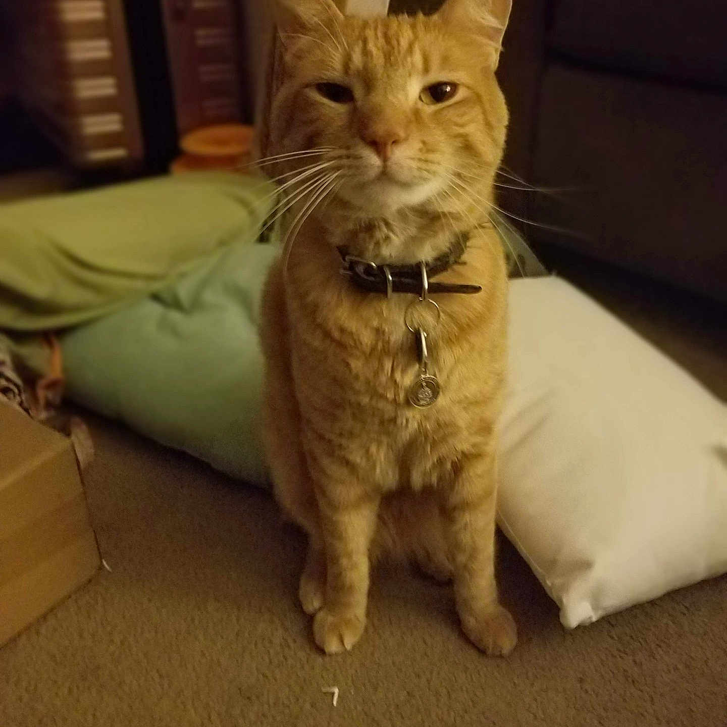 Samson is registered to the contest to win money with this photo: cat, orange_tabby, collar, indoor, carpet, pillow, pet, animal, feline, domestic_cat, floor, sitting, whiskers, tag, cozy, home, fur, ears, eyes, relaxed