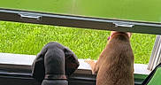 Ruger joined the competition — help win amazing prizes! dog, window, green_grass, indoor, curious, pets, two_dogs, looking_out, fogged_window, daylight, animal, back_view, collar, brown_dog, gray_dog, tail, floor, cardboard_box, home, nature_outside