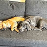Ruger is registered to the contest to win money with this photo: dog, sleeping, couch, pet, animal, resting, cozy, indoor, fur, brown_dog, gray_dog, collar, companions, cute, relaxed, domestic_animal, friendship, snuggling, laying_down, two_dogs