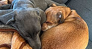 Ruger joined the competition — help win amazing prizes! animal, blanket, brown_dog, comfort, companion, couch, cozy, curled_up, dog, domestic, friendship, fur, gray_dog, indoor, nap, pets, relaxation, resting, sleeping, two_dogs