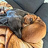 Ruger joined the competition — help win amazing prizes! dog, sleeping, couch, blanket, cozy, brown_dog, gray_dog, pets, nap, fur, resting, indoor, companion, friendship, curled_up, animal, relaxation, comfort, domestic, two_dogs
