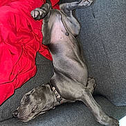 Ruger is registered to the contest to win money with this photo: dog, canine, pet, sleeping, relaxed, couch, furniture, red_blanket, indoor, resting, paw, collar, fur, animal, domestic_animal, comfort, cozy, nap, grey_couch, house