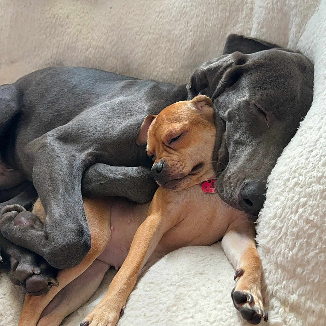 Ruger is registered to the contest to win money with this photo: dog, sleeping, cozy, snuggle, couch, chair, pet, animal, fur, cute, resting, relaxed, companion, friendship, indoor, brown_dog, gray_dog, paw, napping, comfort