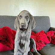 Ruger is registered to the contest to win money with this photo: animal, blanket, blue_eyes, canine, comfort, couch, dog, domestic_animal, ears, fur, gray_dog, home, indoor, looking_up, paw, pet, puppy, red_blanket, sitting, young_dog