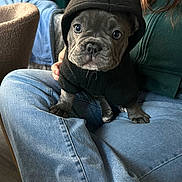 Aicka participe au concours pour gagner de l'argent avec cette photo : puppy, dog, hoodie, pet, cute, indoor, person, lap, jeans, clothing, brown_fur, small_dog, looking_at_camera, domestic_animal, young_dog, sitting, casual, home, adorable, face