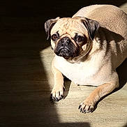 Ariel is registered to the contest to win money with this photo: animal, compact_breed, cute, dog, ears, face, fur, home, indoor, looking_up, nails, paw, pet, portrait, pug, resting, shadow, sunlight, whiskers, wood_floor