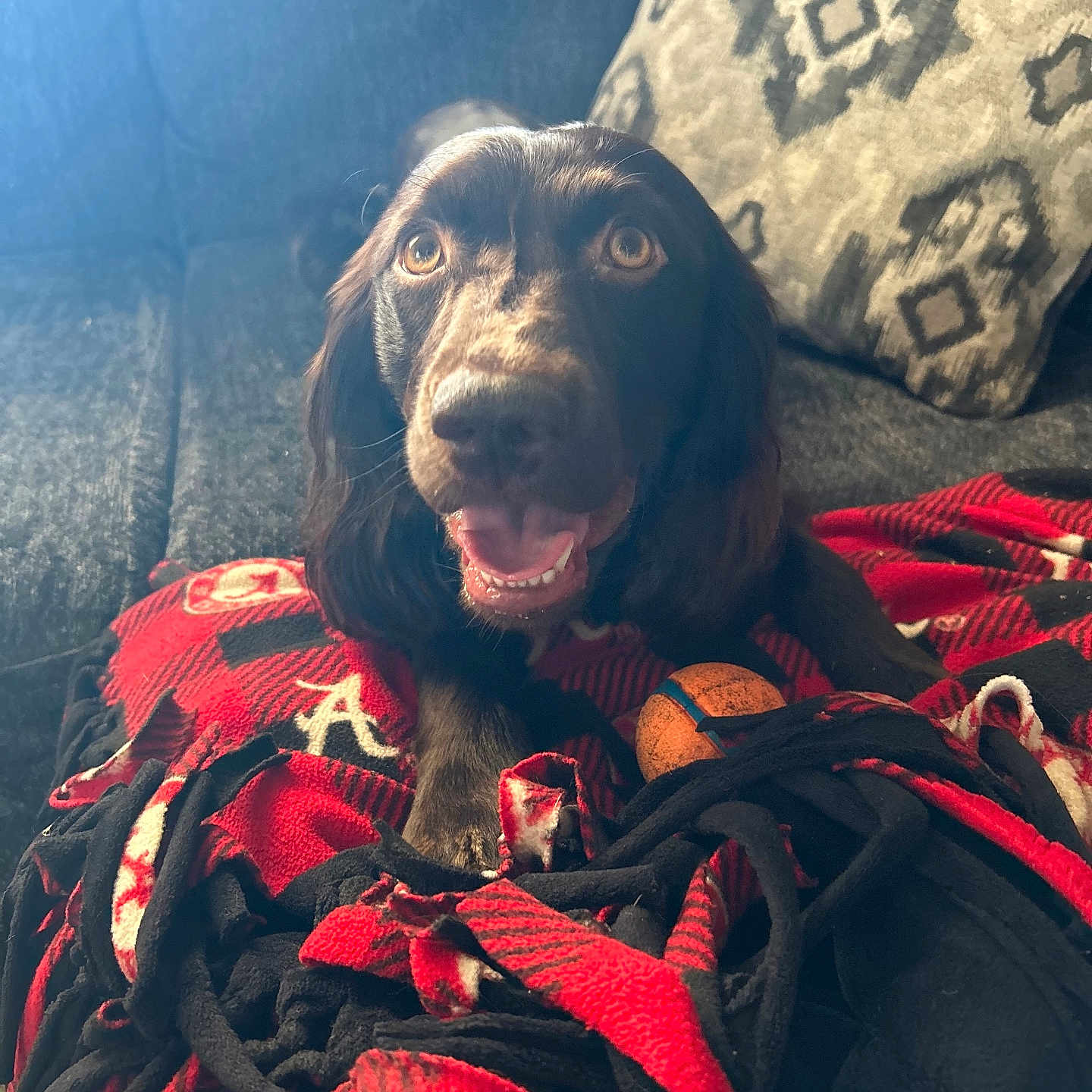 Hank