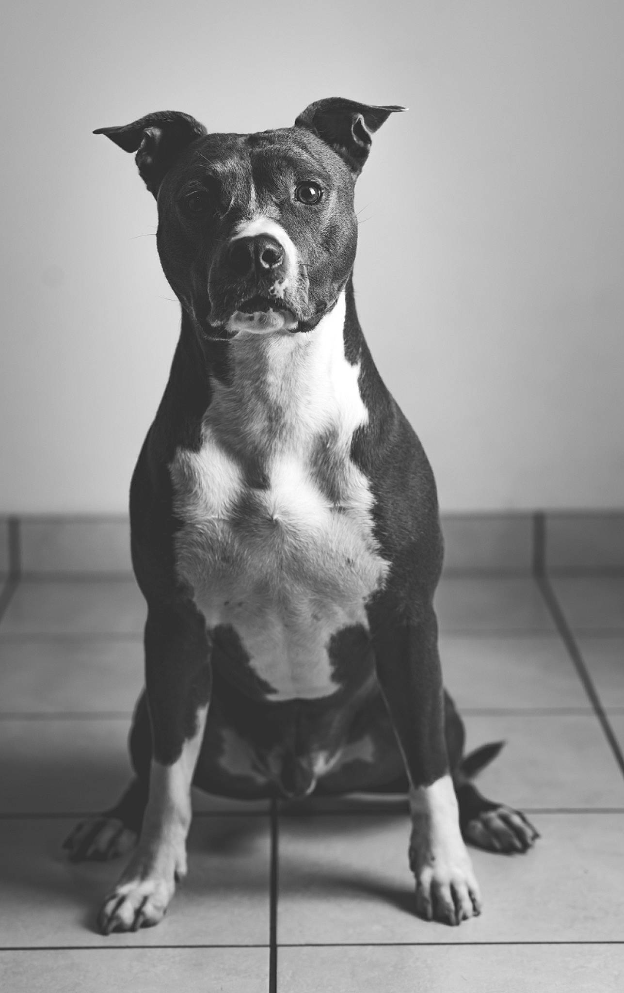Django participe au concours pour gagner de l'argent avec cette photo : ancient_dog_breeds, canidae, carnivore, collar, companion_dog, dog, dog_breed, dog_collar, fawn, guard_dog, molosser, monochrome, monochrome_photography, non_sporting_group, snout, sporting_group, terrestrial_animal, whiskers, working_animal, working_dog