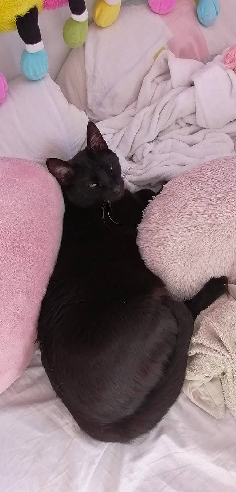 Gin Fizz a rejoint le concours — aidez-le/la à gagner de superbes lots ! bed, black_cat, bombay, carnivore, cat, cat_bed, claw, comfort, companion_dog, dog_breed, domestic_short_haired_cat, felidae, fur, grey, linens, paw, small_to_medium_sized_cats, snout, tail, whiskers