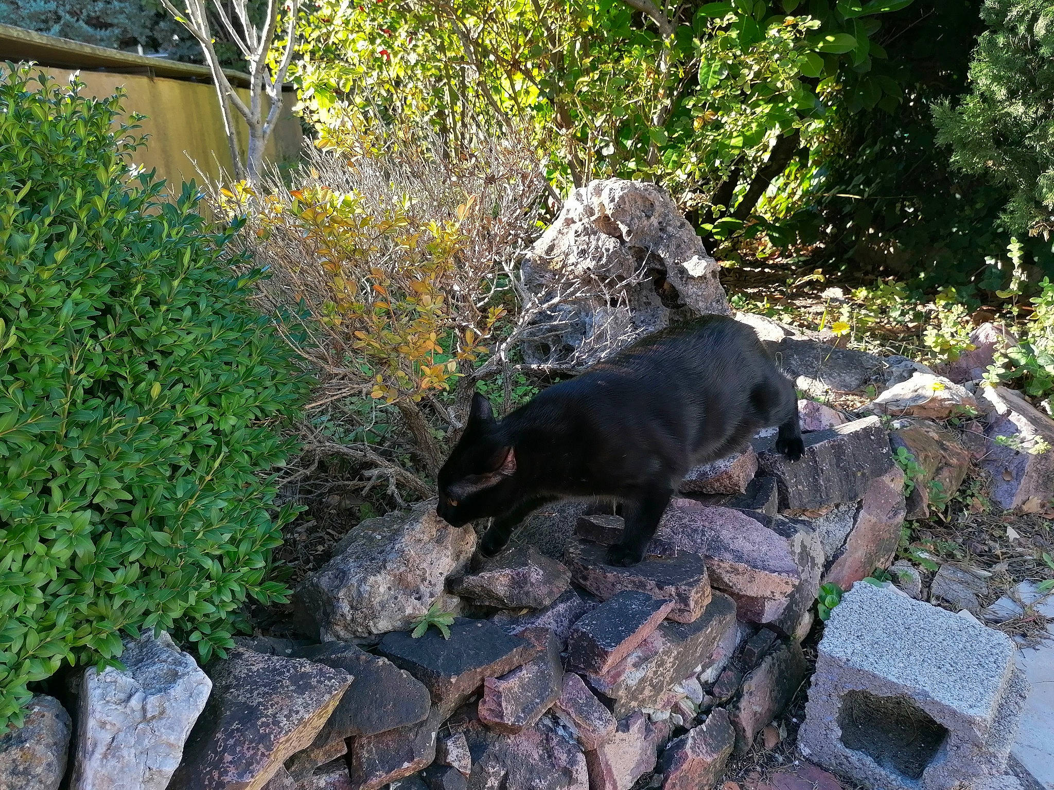 Gin Fizz participe au concours pour gagner de l'argent avec cette photo : annual_plant, bedrock, canidae, carnivore, dog, dog_breed, garden, grass, groundcover, herb, landscape, landscaping, plant, rock, shrub, soil, sporting_group, tail, tree, watercourse