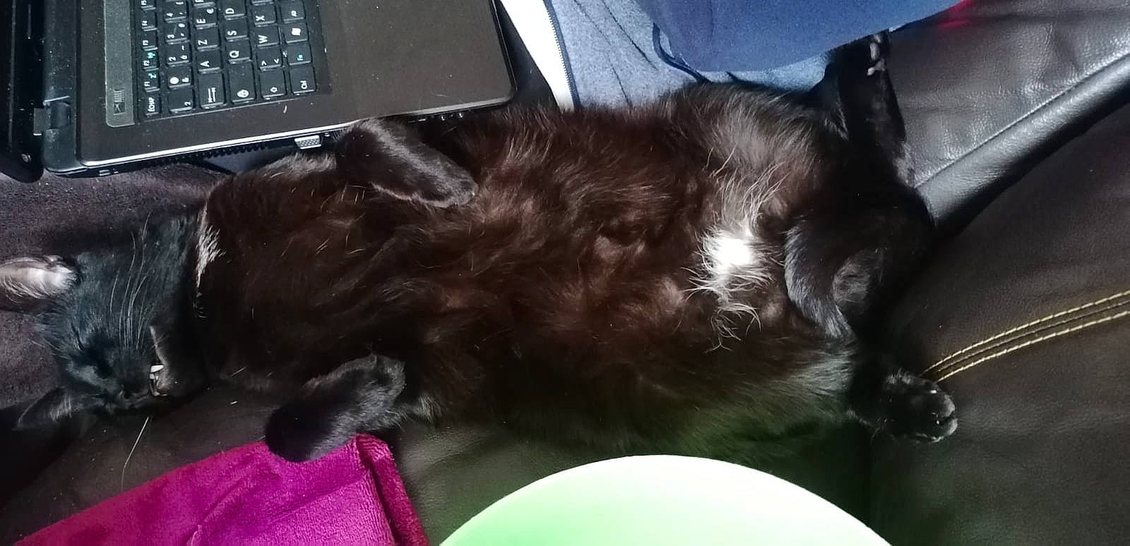 Gin Fizz participe au concours pour gagner de l'argent avec cette photo : black_cat, canidae, carnivore, cat, cloud, comfort, companion_dog, computer_hardware, dog_breed, ear, felidae, fur, input_device, laptop, office_equipment, small_to_medium_sized_cats, snout, sporting_group, tail, whiskers