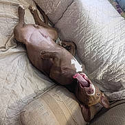 Rockie is registered to the contest to win money with this photo: dog, puppy, brown_dog, tongue_out, lying_on_back, belly, paws, ears, bed, quilt, blanket, couch, indoors, pet, cute, playful, canine, white_patch, sleepy, rumpled_bedding