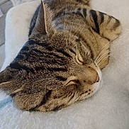 Tigger is registered to the contest to win money with this photo: bed, blanket, cat, close_up, cozy, domestic_cat, ears, fur, indoor, nap, nose, paw, pet, portrait, relaxed, sleeping, soft_texture, striped, tabby_cat, whiskers