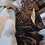 Tigger is registered to the contest to win money with this photo: bed, blanket, cat, close_up, cozy, domestic_animal, fur, furniture, household, indoor, napping, paw, pet, portrait, relaxation, sleeping, stripes, tabby_cat, tail, whiskers