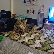 Tigger joined the competition — help win amazing prizes! blanket, cat, couch, crochet, fan, gift_box, holiday_decor, indoor, living_room, pet, pillow, relaxing, remote_control, snack, stockings, tabby, table, television, toy, window