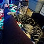 Tigger is registered to the contest to win money with this photo: blanket, casual, cat, container, cozy, floor, fur, furniture, home, indoor, leg, looking, paw, person, relaxation, resting, slippers, storage_bin, striped, tabby_cat