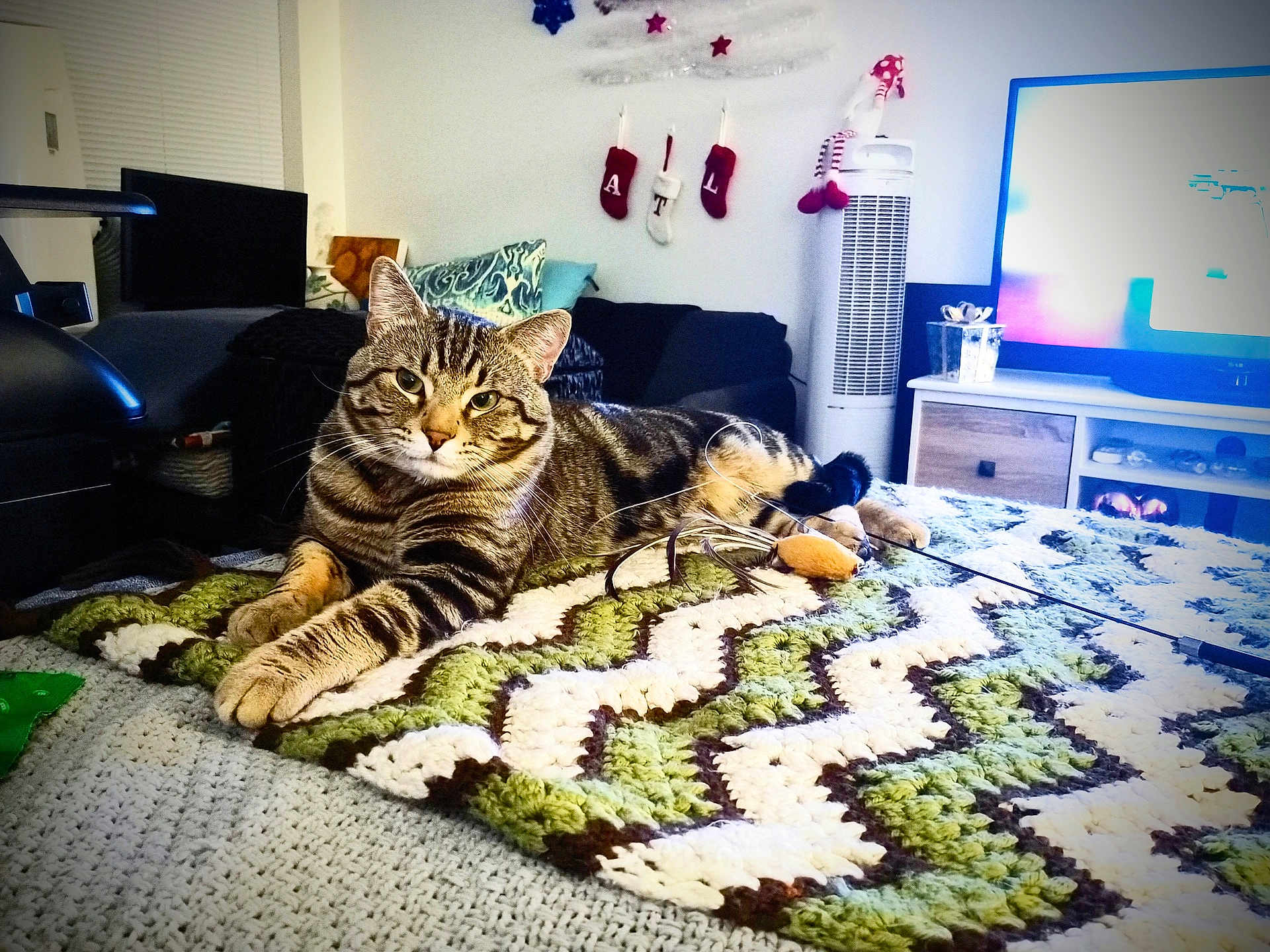 Tigger is registered to the contest to win money with this photo: blanket, cat, couch, crochet, fan, feline, fur, holiday_decor, home, indoor, living_room, pet, pillow, relaxed, stockings, tabby_cat, television, toy, whiskers, zigzag_pattern