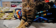 Tigger joined the competition — help win amazing prizes! animal, aquarium, blanket, cat, colorful, cozy, domestic, furniture, home, household, indoor, knitted, living_room, looking_at_camera, patterned, pet, relaxed, resting, tabby, television