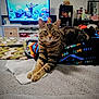 animal, aquarium, blanket, cat, colorful, cozy, domestic, furniture, home, household, indoor, knitted, living_room, looking_at_camera, patterned, pet, relaxed, resting, tabby, television