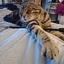 bed, bedding, blanket, cat, chair, closeup, cozy, domestic_cat, feline, furniture, indoor, paw, pet, portrait, relaxed, sleeping_cat, stretched_out, striped_fur, tabby, whiskers
