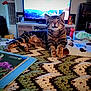 Tigger joined the competition — help win amazing prizes! animal, blanket, cat, comfortable, cozy, crocheted, cute, decor, furniture, home, indoor, living_room, pet, playful, relaxed, resting, striped, tabby, television, winking