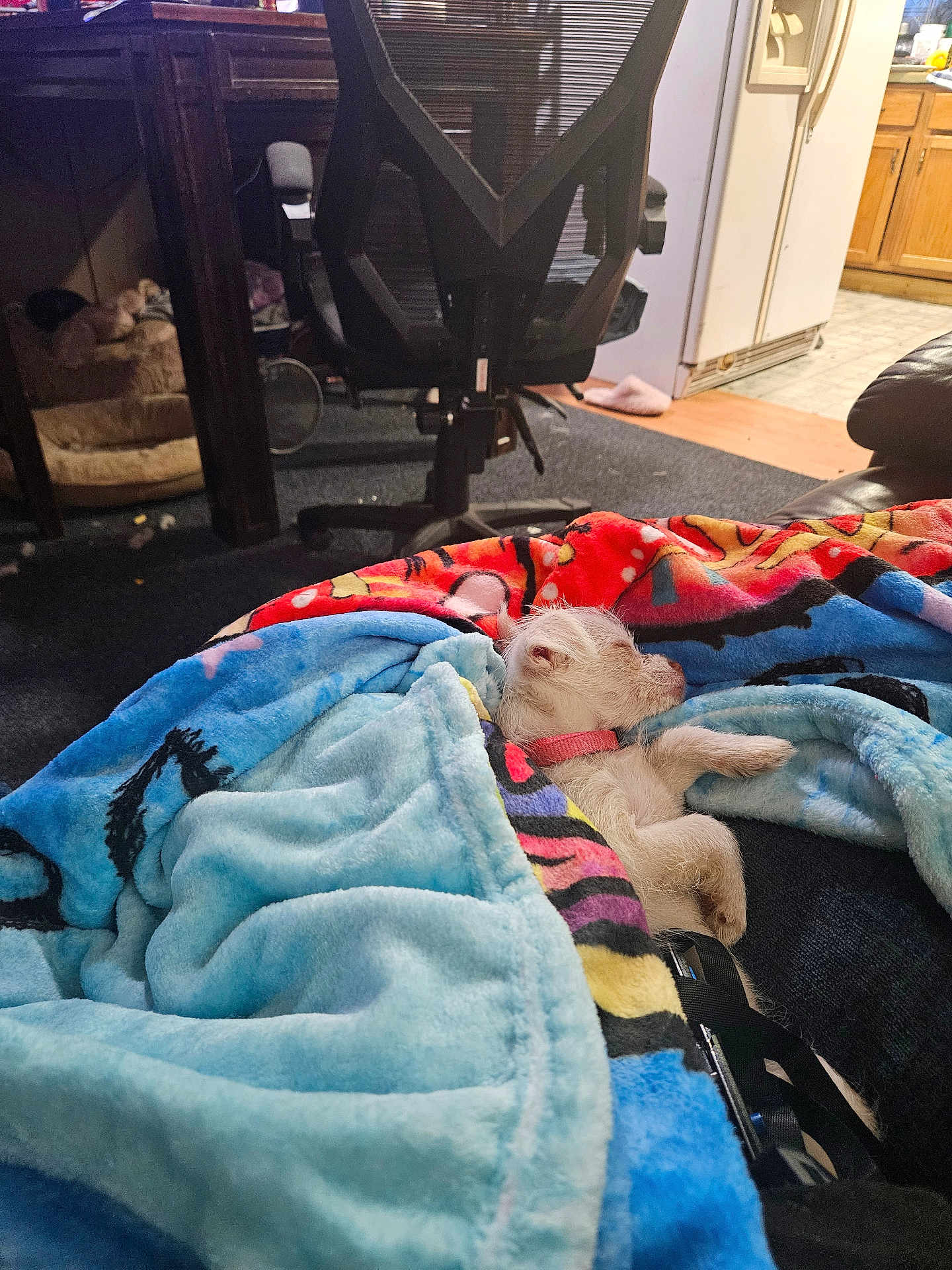 Shabaccia is registered to the contest to win money with this photo: blanket, carpet, chair, collar, couch, cozy, dog, domestic_animal, floor, furniture, household, indoor, kitchen, living_room, pet_bed, refrigerator, resting, sleeping, small_dog, wooden_cabinet