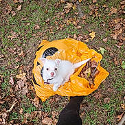 Shabaccia joined the competition — help win amazing prizes! animal, autumn, black_pants, curious, cute, dog, fall_leaves, grass, halloween, leaves, nature, orange_bag, outdoor, person_leg, pet, plastic_bag, playful, puppy, small_dog, white_dog