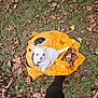 animal, autumn, black_pants, curious, cute, dog, fall_leaves, grass, halloween, leaves, nature, orange_bag, outdoor, person_leg, pet, plastic_bag, playful, puppy, small_dog, white_dog