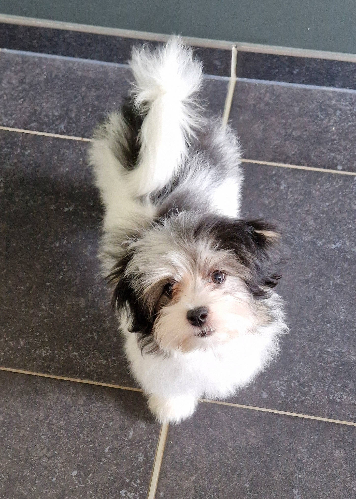 Yukaï participe au concours pour gagner de l'argent avec cette photo : asphalt, biewer_terrier, canidae, carnivore, companion_dog, dog, dog_breed, fur, mal_shi, maltepoo, puppy, road_surface, shih_poo, small_terrier, snout, sporting_group, terrier, toy_dog, whiskers, working_animal