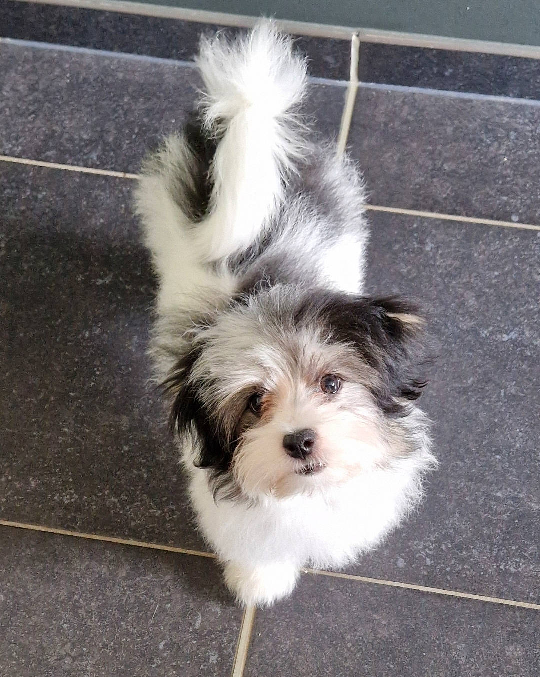 Yukaï participe au concours pour gagner de l'argent avec cette photo : asphalt, biewer_terrier, canidae, carnivore, companion_dog, dog, dog_breed, dog_supply, fur, mal_shi, maltepoo, puppy, road_surface, shih_poo, small_terrier, snout, sporting_group, terrier, toy_dog, working_animal