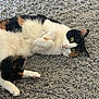 Kiki is registered to the contest to win money with this photo: cat, calico_cat, pet, feline, lying_down, carpet, indoor, relaxed, green_eyes, whiskers, fur, cute, domestic_cat, looking, animal, soft, cozy, paw, playful, closeup