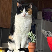 Kiki is registered to the contest to win money with this photo: cat, calico, succulent, potted_plant, kitchen, countertop, indoor, pet, animal, feline, plant, green, white, black, orange, domestic, fur, whiskers, sitting, still_life