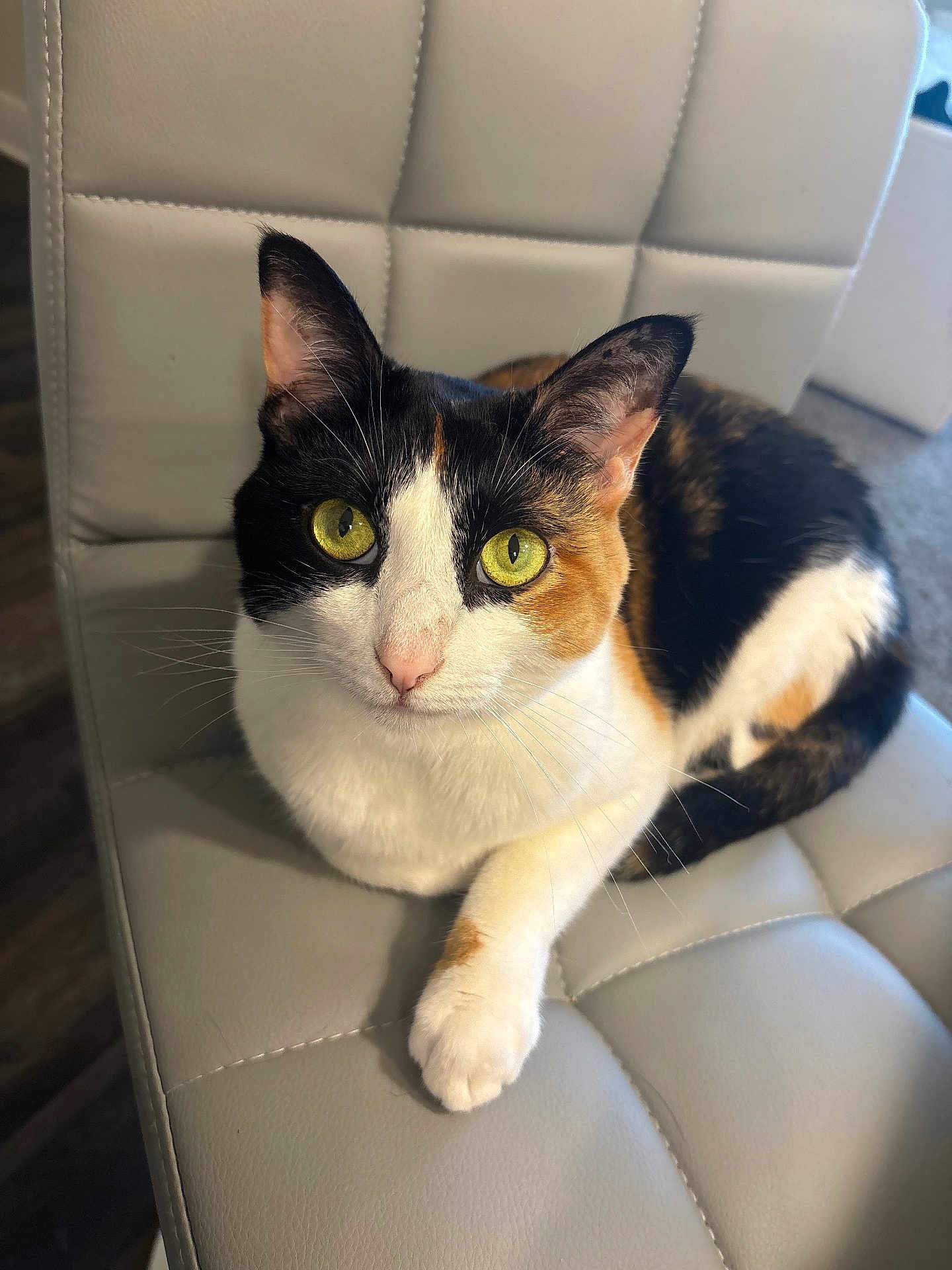 Kiki is registered to the contest to win money with this photo: cat, calico_cat, yellow_eyes, pet, animal, feline, indoor, chair, gray_chair, leather_chair, close_up, whiskers, paw, looking_at_camera, domestic_animal, relaxed, cute, fur, sitting, portrait