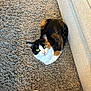 Kiki joined the competition — help win amazing prizes! cat, calico_cat, green_eyes, pet, animal, indoor, carpet, couch, furniture, curled_up, looking_up, fur, whiskers, ears, floor, cozy, home, domestic_cat, cute, relaxed